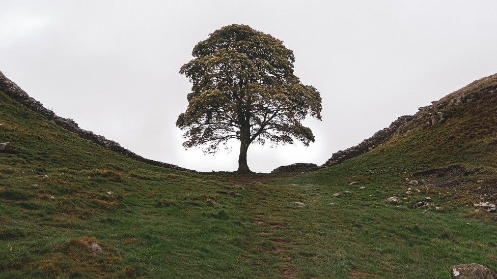 Alice's photo of the Sycamore Gap tree, taken on Wednesday evening