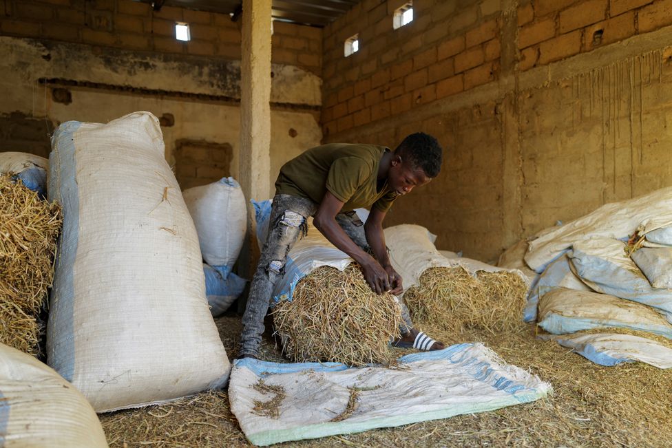 Fallou Diop prepares hay for the horses at the Lambafar stable in Niaga, Senegal, 27 January 2021