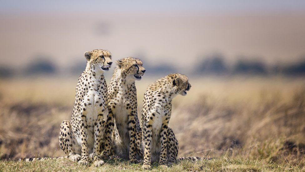 Cheetahs in Maasai Mara, Kenya