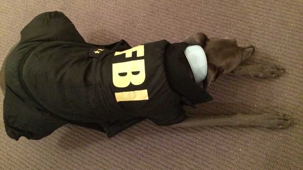 Dog wearing a jacket that says "FBI"