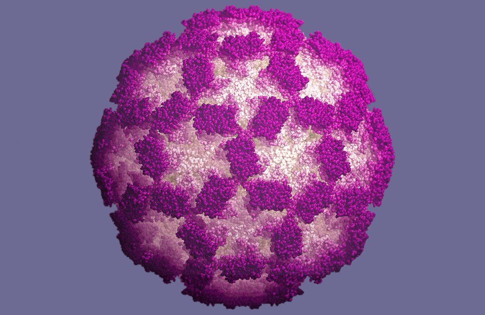 Digitally generated image of the norovirus
