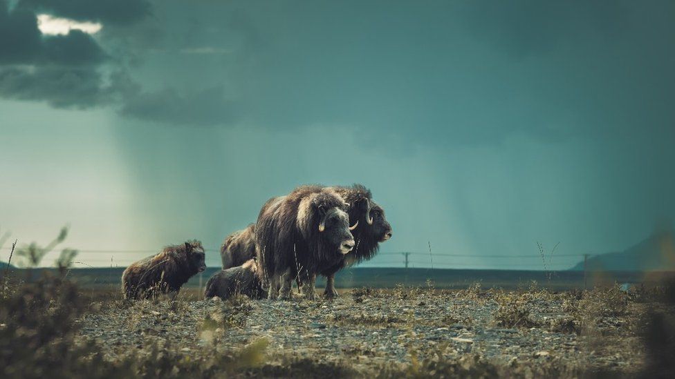 Family of musk ox in Nome, Alaska