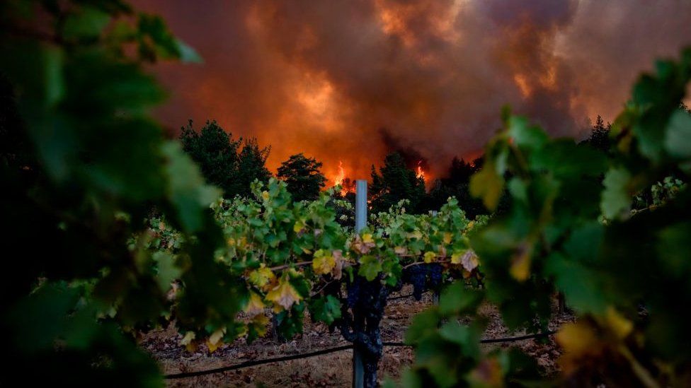 Fire engulfing a Napa vineyard in 2020
