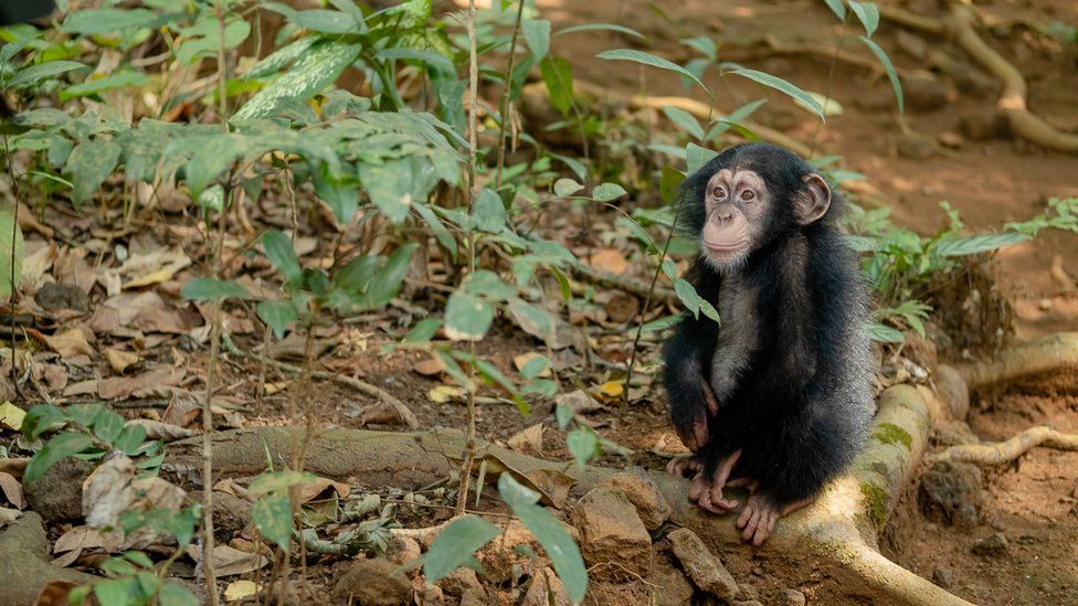Селия - одна из самых молодых осиротевших шимпанзе, прибывших в Такугаму