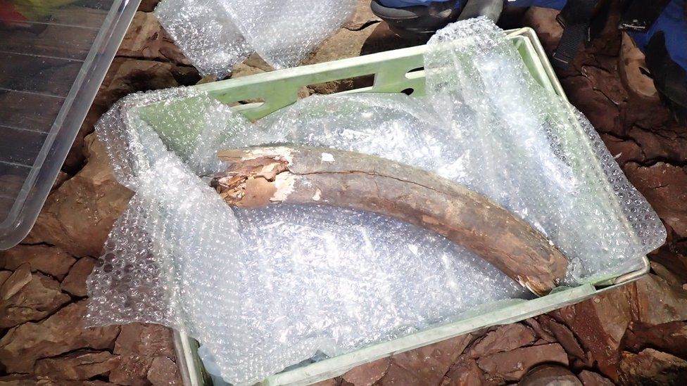 Woolly mammoth and other Ice Age remains found in Devon