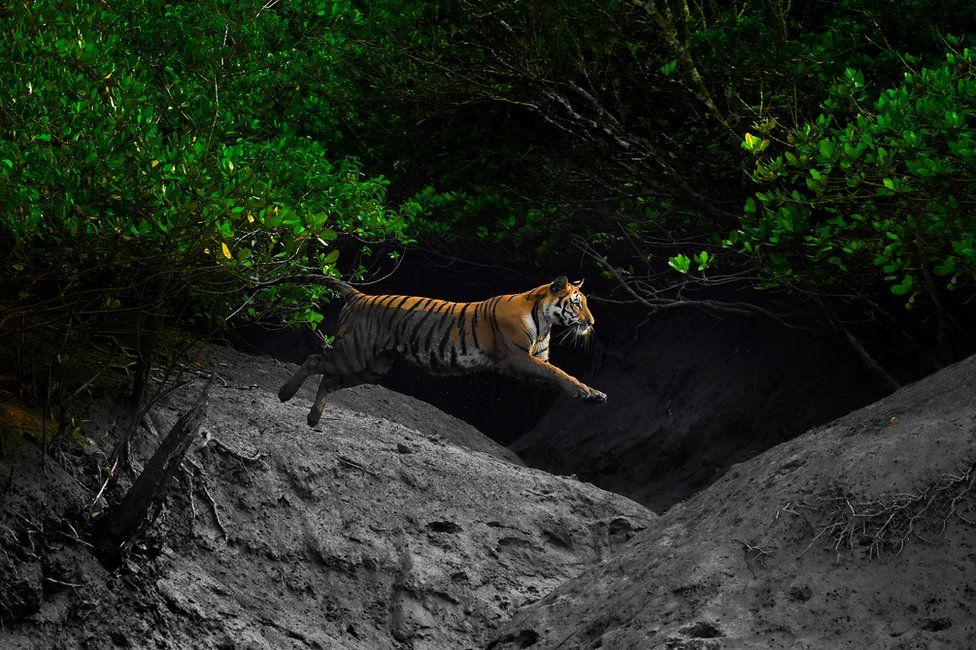 Бенгальский тигр перепрыгивает ручей в мангровом лесу в Индии