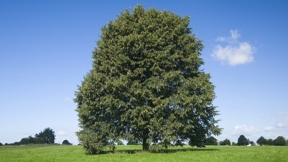 A lime tree on a field