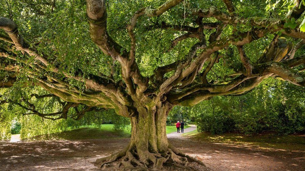 Weeping Beech Tree in France