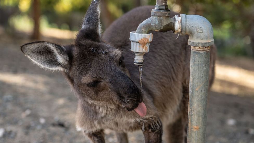 A wallaby drinking from a garden tap