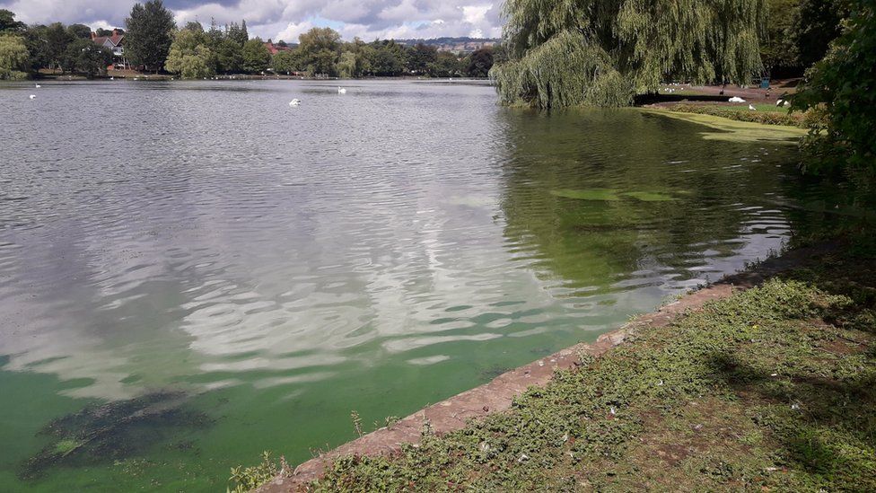 The blue-green algae in the water
