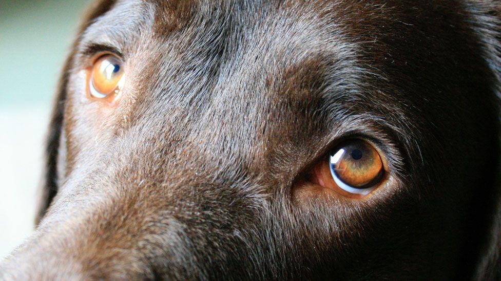 Dogs\' eyes evolve to appeal to humans - BBC News