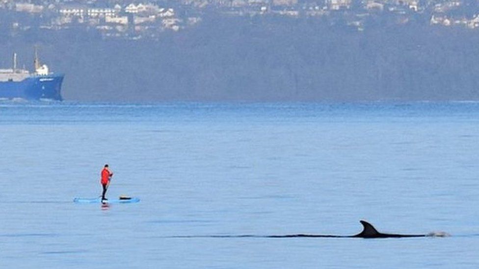 Sei whale