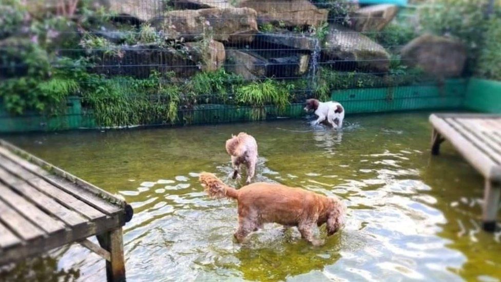 Dogs in flood