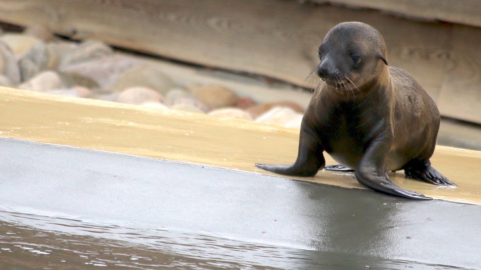 Yorkshire Wildlife Park welcomes new sea lion pups - BBC News