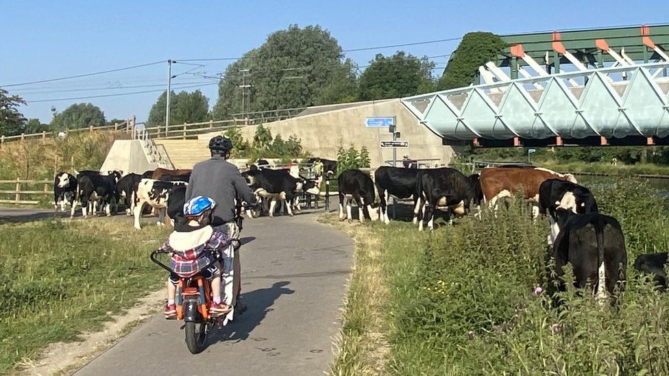 Cows blocking the footpath near Chisholm Bridge in Cambridge