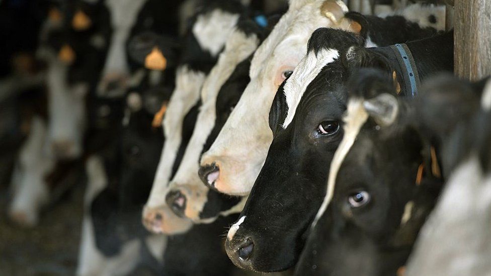 Cows wait before leaving for pasture grazing in Florian Couillaud's organic dairy farm near Nantes, in Brittany