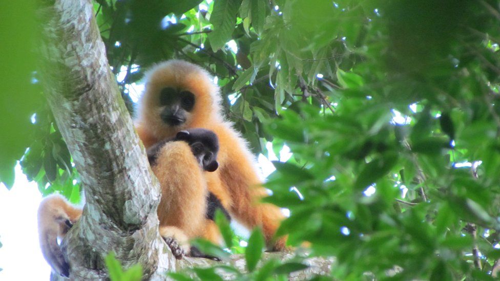 Female gibbon with baby