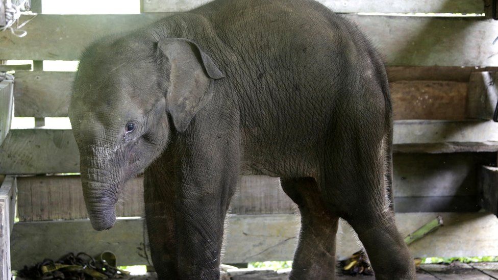 A Sumatran elephant calf with an amputated half trunk gets treatment at the Elephant Training Center, Saree Village