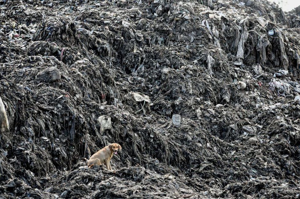 A picture taken on June 3, 2018, shows a dog siting by heaps of plastic waste at Kibarani dump site in Mombasa. On June 5, 2018 the United Nations mark the World Environment Day which plastic pollution is the main theme this year.