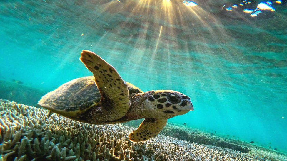 A green sea turtle is flourishing among the corals at lady Elliot Island, Australia