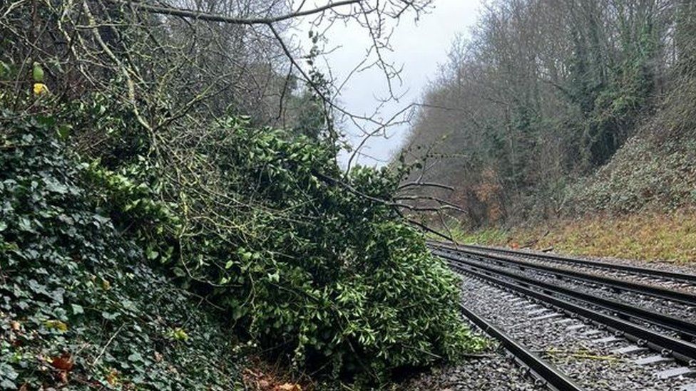 A tree on a railway track near Swanley station, Kent