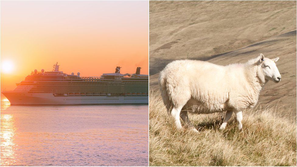 A picture of a cruise ship on the left, and a sheep on the right