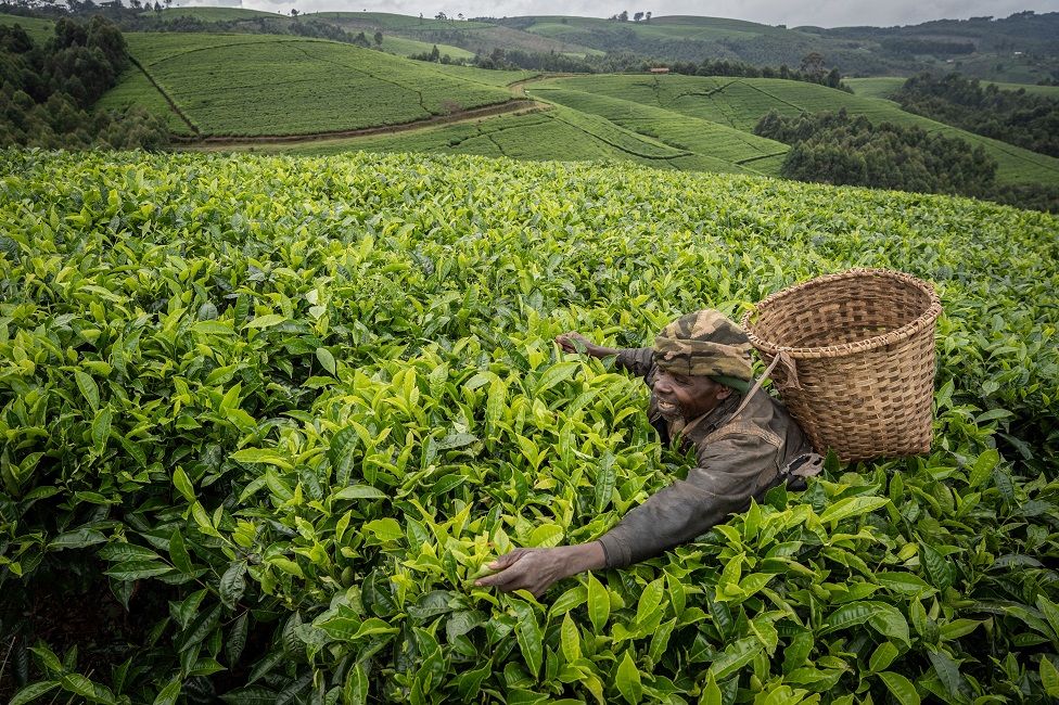 ชาวนาเก็บใบชาในไร่ชาในเมือง Gisakura ทางตะวันตกเฉียงใต้ของรวันดา