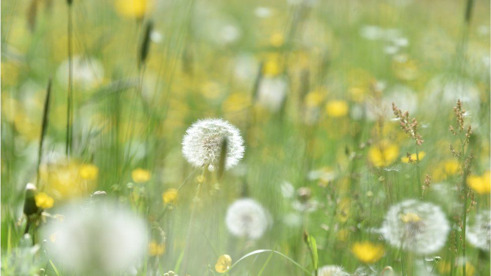 Pollen plants