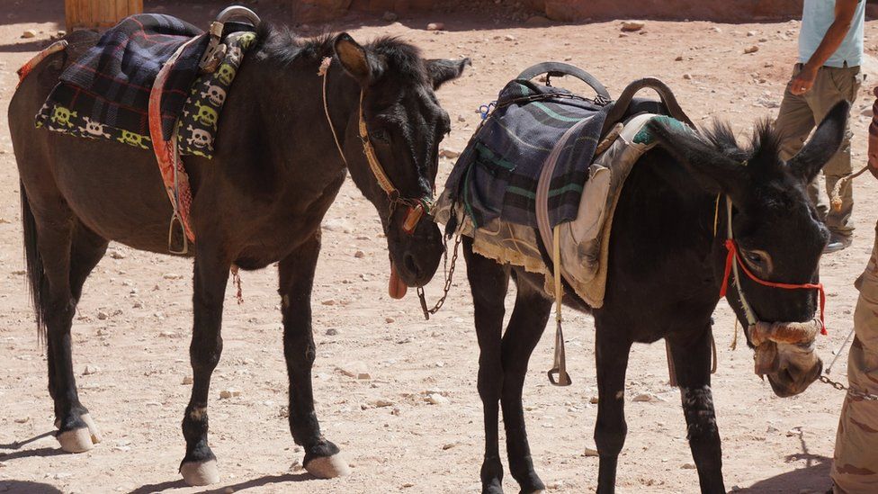 Two donkeys at Petra, one of which Peta says has a tongue sticking out due to neurological disorder