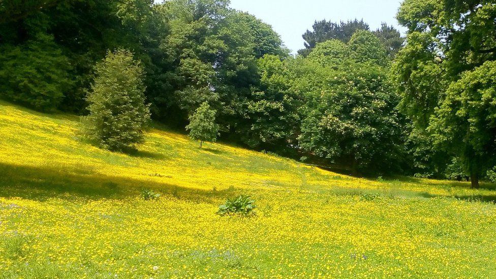 The meadow before it was mowed by