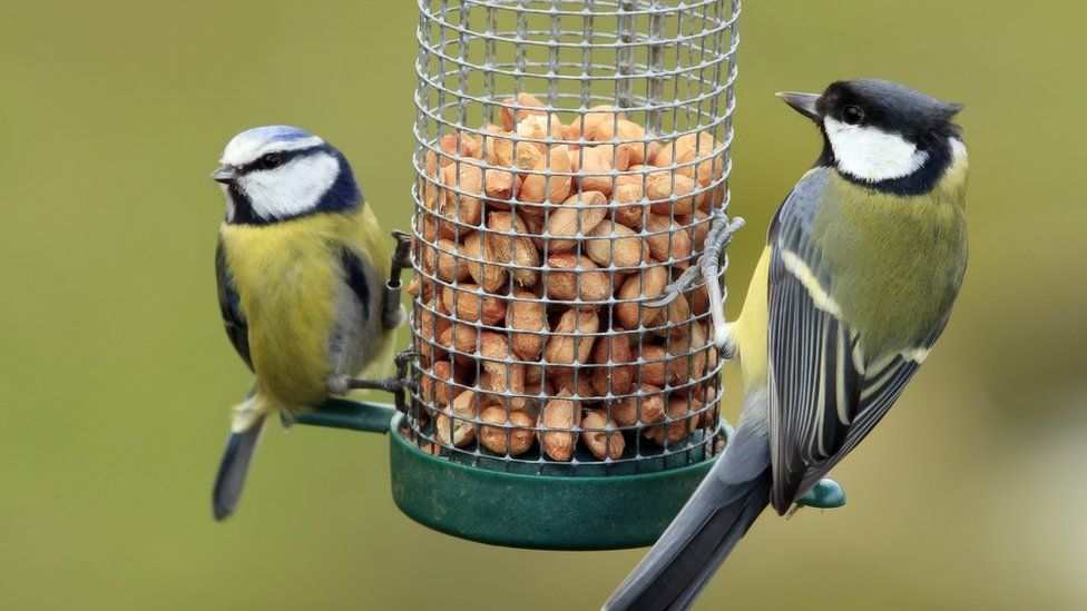 birds-using-a-bird-feeder.
