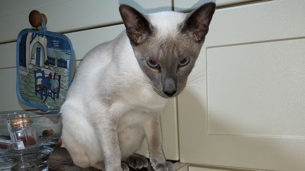 Found sales siamese cat