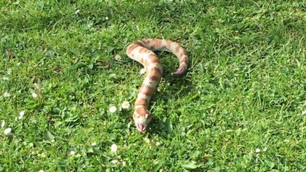 Fake snake false alarm for Scottish SPCA in Forfar - BBC News