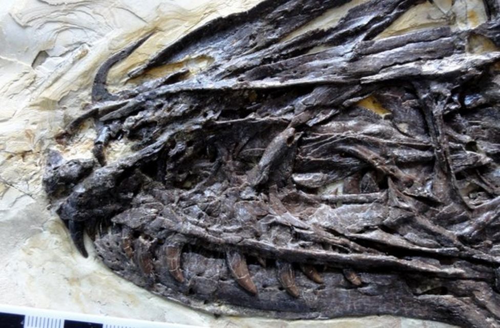 Dinosaur find: Velociraptor ancestor was 'winged dragon' - BBC News