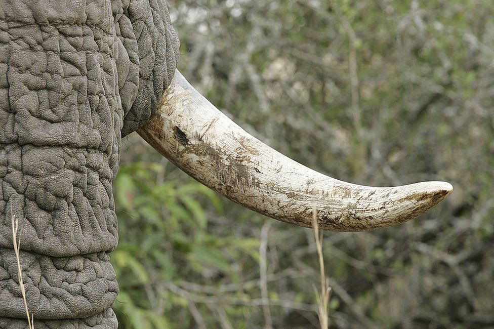 A close shot of an elephant's tusk