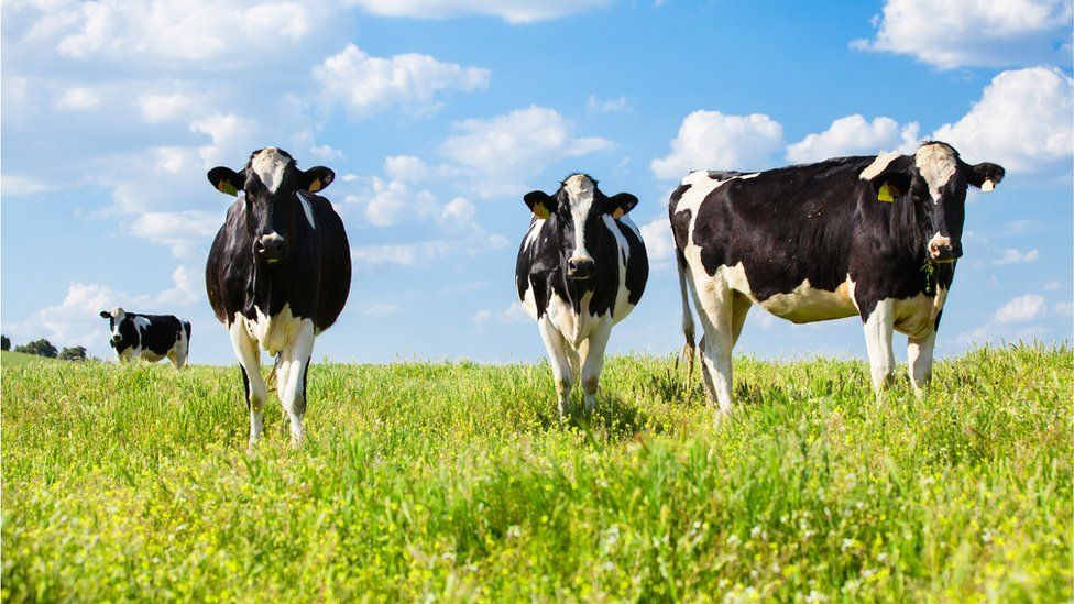 Black and white cows in a field