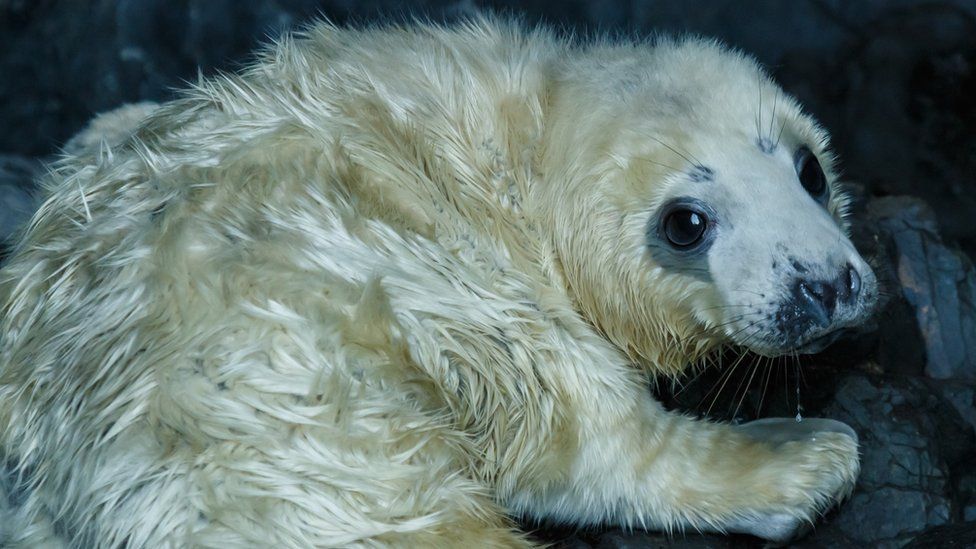 Close-up of seal pup