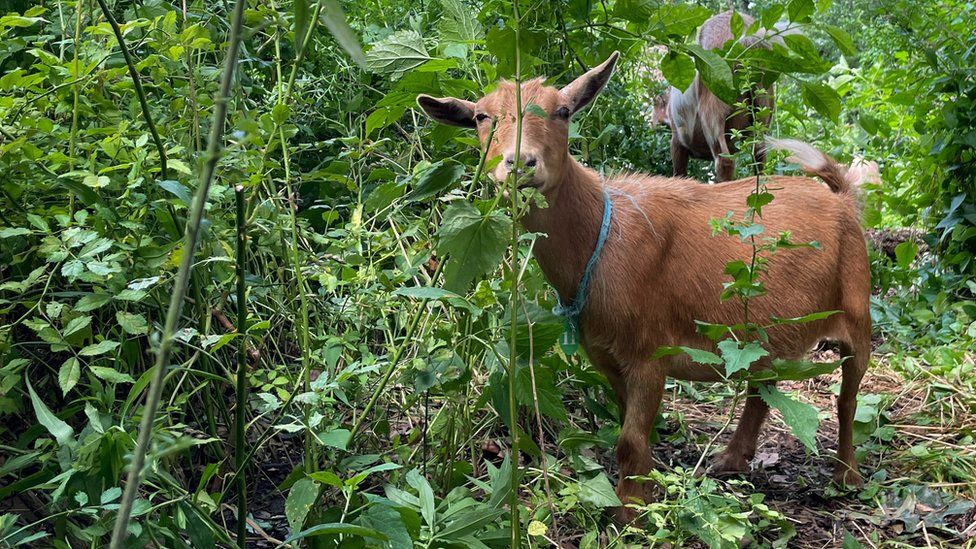 Goats let loose in New York park to munch on weeds BBC Newsround