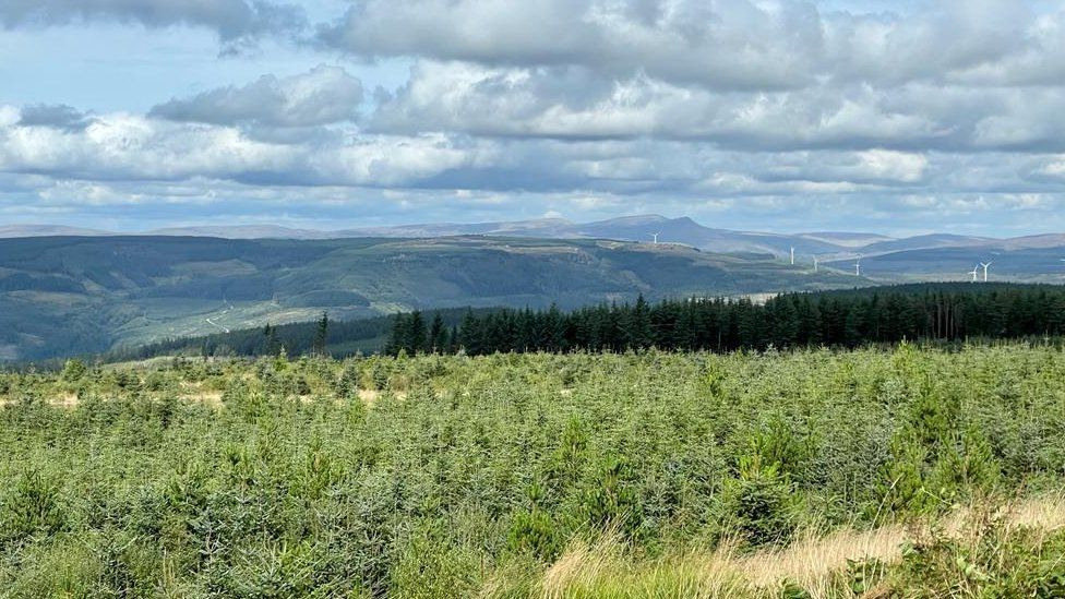 Forest land Pen-y-Bryn