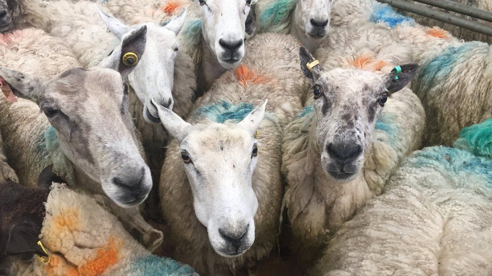 Sheep at the Welshpool livestock market