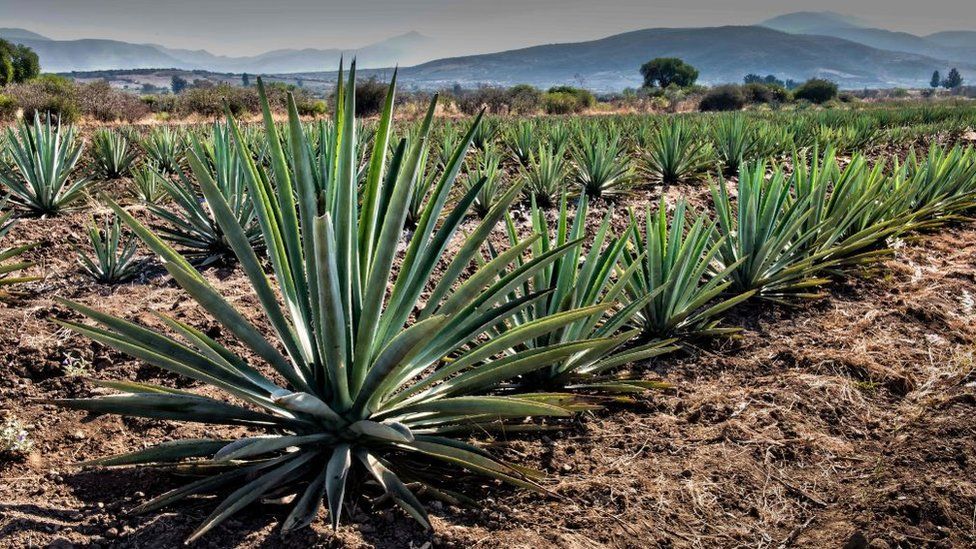A field of agave plants in Oaxaca state