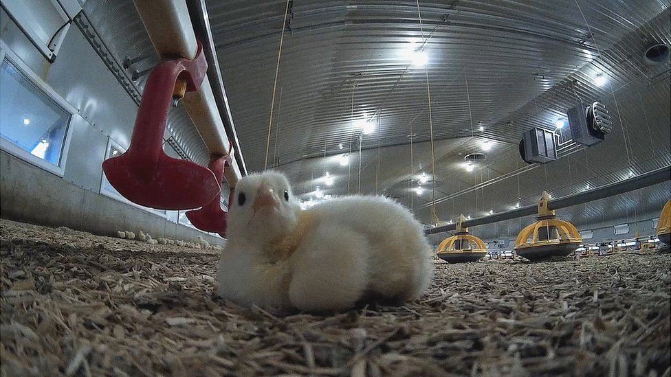 A chick at the farm