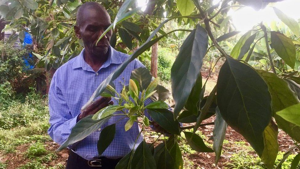 Peter Kariuki insepcts the leaves of an avocado plant on his farm