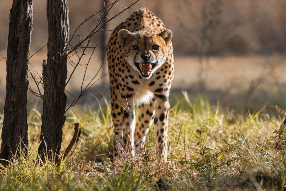 A South African cheetah headed for India