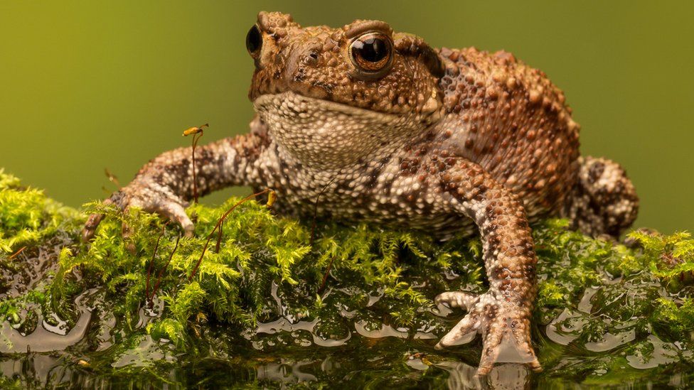 Cambridge trail users urged to watch out for crossing toads BBC News