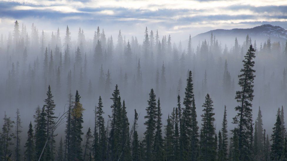 Spruce trees emerging from mist