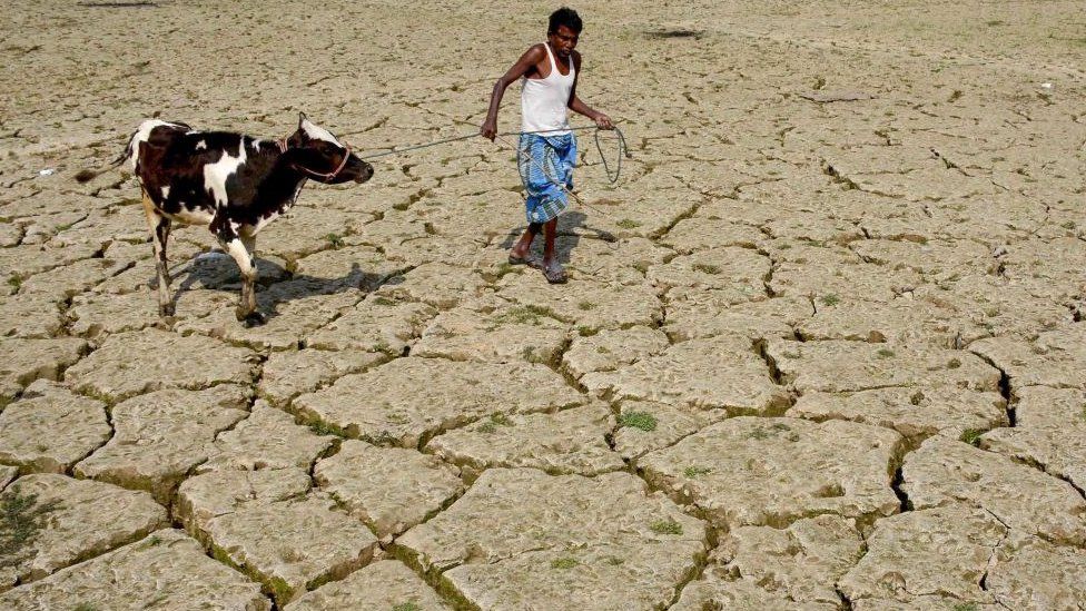 A man walking with his cow in India over a dried out paddy field