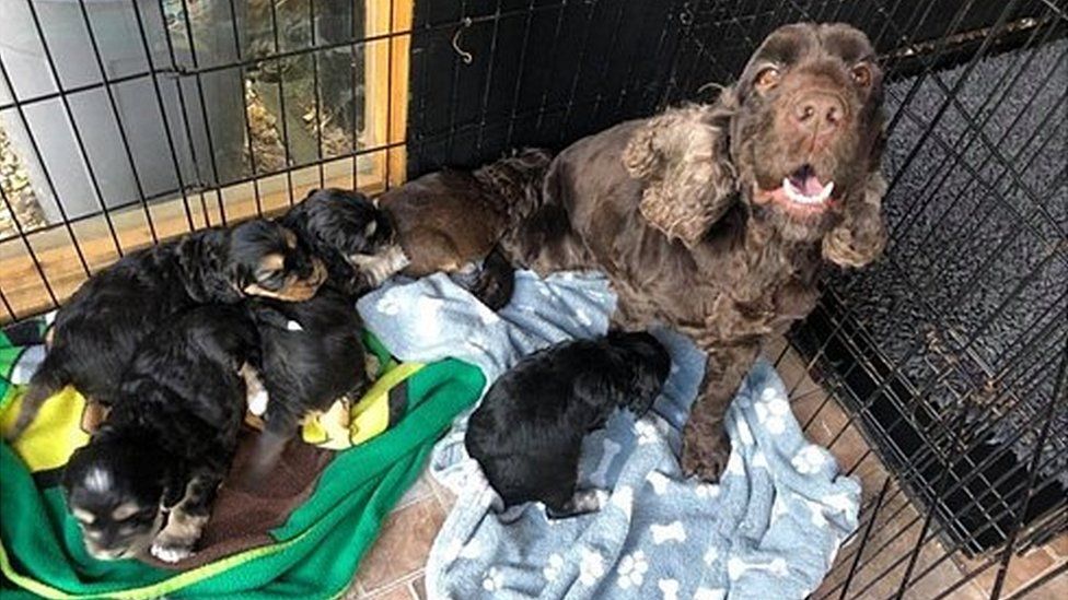 Puppy Killed And 21 Dogs Stolen In Tarleton Kennels Raid Bbc News