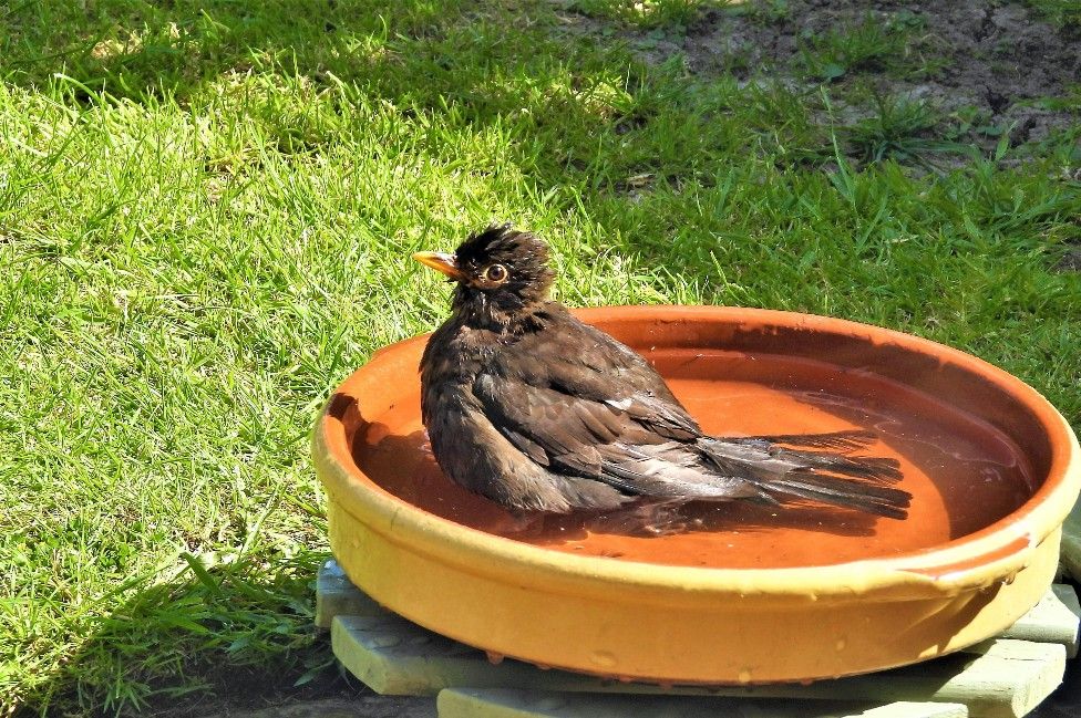 Bird having a bath in East Leake