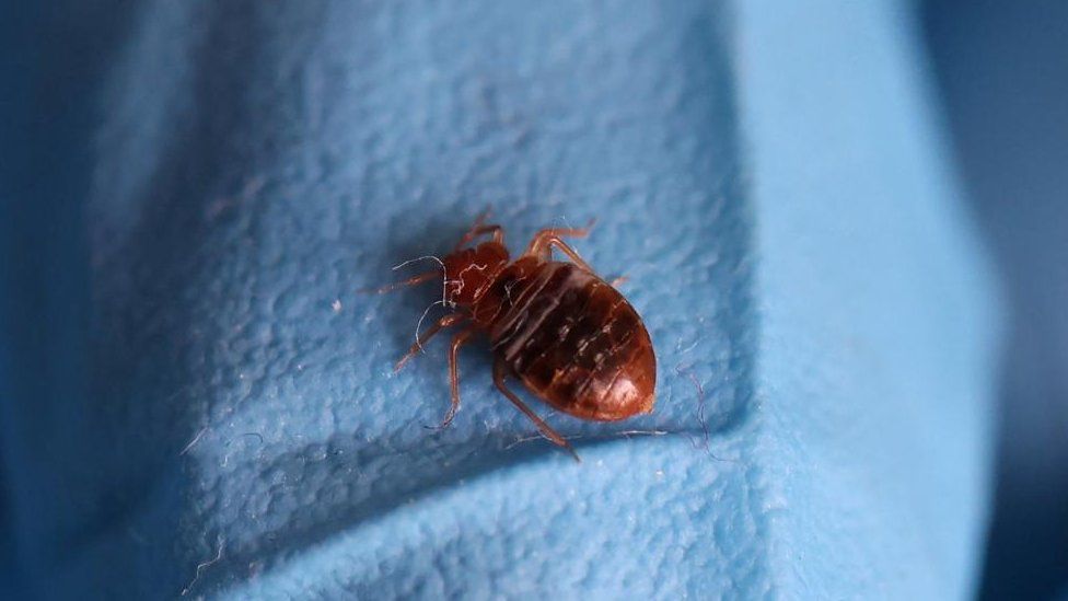 A stock image shows a close up of a single bedbug. It is sitting on what looks like a blue cloth of blanket